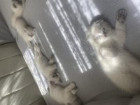 Saf Irk Blue Point Dişi Ve Erkek 50 Günlük Kediler