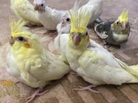 El besleme yavru sultan papağanları