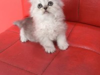 British Longhair Silver Point