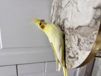 Sultan Papağanı Sahiplendirilecek (₺)