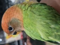 4 Ve 5 Şubat Yumurta Çıkışlı Sevda Papağanı