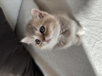 En özel renk british shorthair