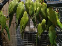 Pakistan Papağanları Kapalı Bileziktir