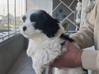 Morkie Özel Irk Yavrular