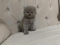 Scottish fold güzelliklerime yuva arıyorum