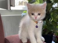 2.5 aylık yavru anne scottish baba british