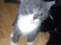 20 ocak doğumlu british bicolor yavrular