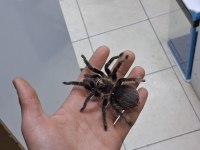 Dişi L8 Albopulisum Tarantula Yeni Sahibini Bekliyor
