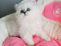 Özel Sevenlere Ns1133 British Longhair