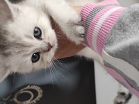 Uygun 6 Nisan Doğumlu Silver 3 Erkek Yavru Kediler