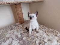 Safkan Sağlıklı Oyuncu Siyam Kedisi Bebekler