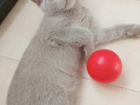 British Shorthair Kediler