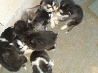 Orjinal ve kaliteli sibirya husky yavrular