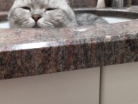 Uysal Ve Oyuncu British Longhair