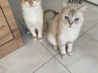 British shorthair yavruları