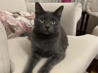 Ücretsiz sahiplendirme russian blue