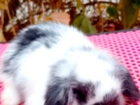 Lop Tavşan 40 Günlük Aşılı