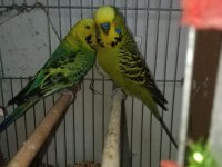 Jumbo muhabbet kuşu çift