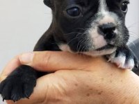 Safkan Maskeli Fransız Bulldog Yavrular