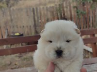 Chow Chow Yavru Köpekler