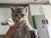Minnak Sevecen Ve Oyuncu British Shorthair