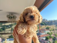 Dişi yavru toy poodle