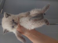 British Shorthair Blue Point Yavrular