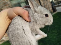 Mini cüce tavşan yavruları