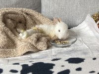 Camdan Aşağı Atılan Yavru Tavşan