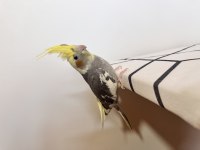 Sultan papağanı sahiplendirilecektir