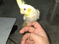 2 Aylık Yeni Yeme Düşen Sultan Papağanı