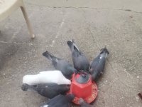 Satılık her çeşit güvercinler yavru yumurta muayer