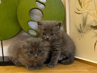 Muhteşem Kalite British Shorthair Kediler