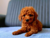 Toy Poodle Cins Yavru Köpeklerim