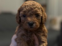 Toy poodle yavrusu köpekler