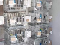 Komple Takım Muhabbet Kuşlar