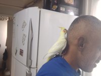 Sultan Papağanı 2 Aylık