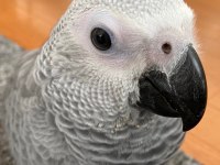 Full Eğitimli Jako Papağanı Yavru