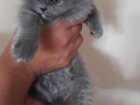 Blue Point Scottish-British Shorthair Yavrular Sahiplendirme