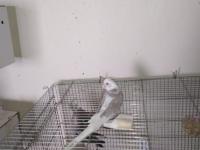 8 adet yavru yeme düşmüş yavru sultan papağanı