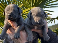 Yavru Cane Corso Almak İsteyenler İletişime Geçsin