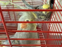 Yumurtalı Çift Sultan Papağanı