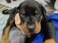 Europan Doberman Yavruları