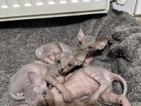 Safkan Sfenks Yavruları