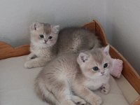 British shorthair safkan kediler