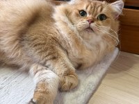 Golden rengi yetişkin british longhair