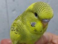 Alıştırmalık Ve Konuşturmalık Muhabbet Kuşu Yavrular