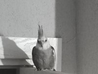 Uygun Fiyata Sağlıklı Sultan Papağanı Açıklamayı Okuyunuz