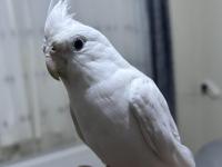 Yavru Alınmış Çift White Face Albino Sultan Papağanı