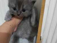 British Longhair Golden Bu 12